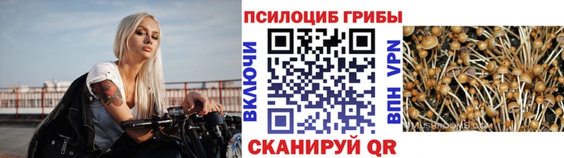 blacksprut рабочий сайт  Гатчина  Псилоцибиновые грибы GOLDEN TEACHER 