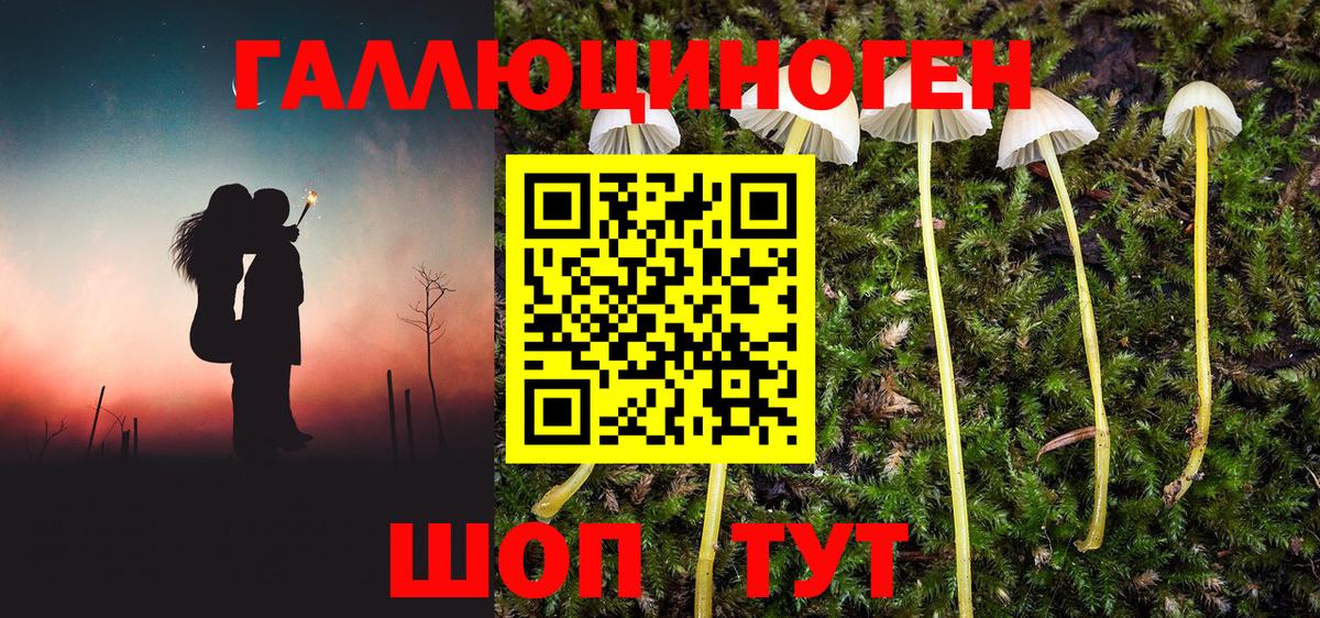 продажа наркотиков  Гатчина  Галлюциногенные грибы прущие грибы  Псилоцибиновые грибы Psilocybine cubensis 