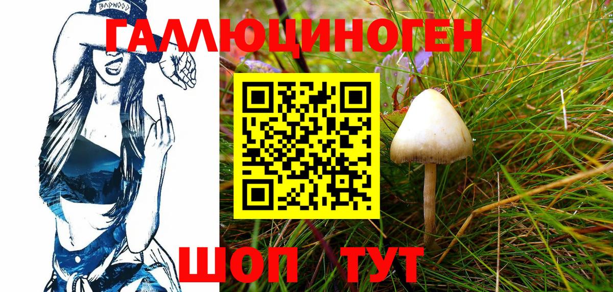 Псилоцибиновые грибы Psilocybe  Вход с VPN  Гатчина 